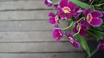 Beautiful blooming orchid flower in the garden with natural green floral background. Amazing plants for postcard and agriculture design with space for text. Phalaenopsis orchid.