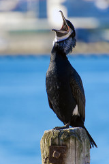 Great cormorant. (Phalacrocorax carbo).Northern Norway.Tromso.