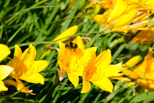 Yellow lilies in a flowery garden