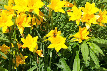Obraz premium Yellow lilies in a flowery garden