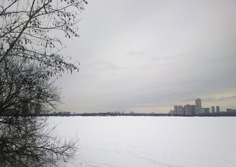 Fototapeta premium Left aligned tree on city background