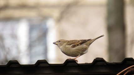 Sparrow Sitting on the Roof