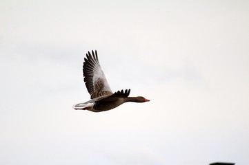 Wildgans in der Luft