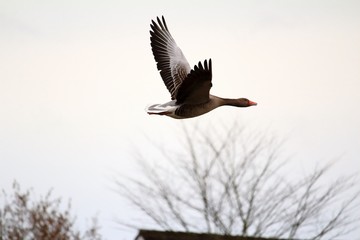 Wildgans in der Luft