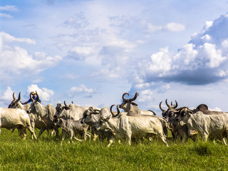 Guzera cattle on pasture in Brazil