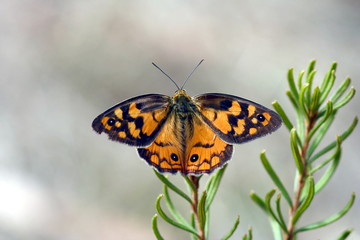 Common Brown Butterfly 'Heteronympha merope Fabricius'
