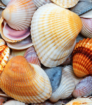 Shells of anadara at summer day