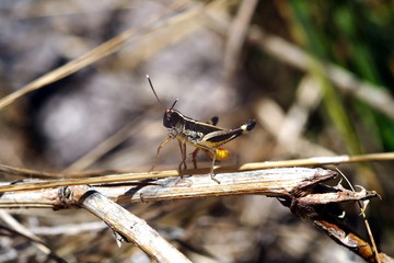 Wingless Grasshopper