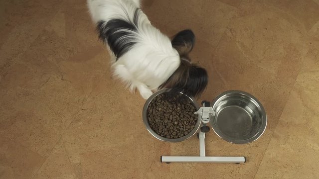 Dog Papillon eats dry food from a metal bowl on stand stock footage video