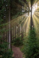 Fototapeta na wymiar Coniferous forest with sunlight
