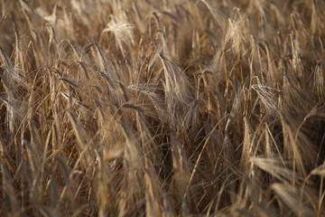 spica of rye in the field