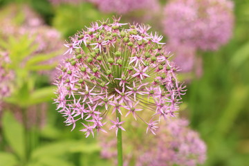 flowers Allium 'Pinball Wizard'