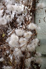 Clematis vitalba im Winter