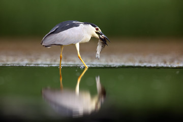 The black-crowned night heron (Nycticorax nycticorax), commonly night heron with green background. Night heron fishing.