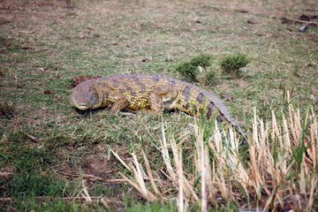 The Nile crocodile (Crocodylus niloticus) lying on shore of the river.