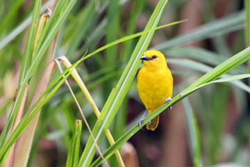 Holub's golden weaver (Ploceus xanthops), also called the African golden weaver sitting on the reed.