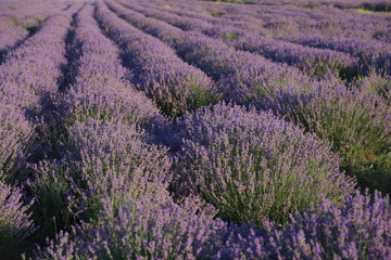 Fototapeta na wymiar violet flowers of lavander at lavender field provence france