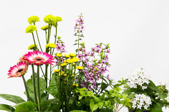 Fototapeta Easter concept flowers isolated on white background.