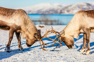 Naklejka premium Reindeer in Northern Norway