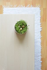 spring still life with herbs in nordic styl