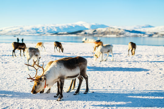 Fototapeta Reindeer in Northern Norway