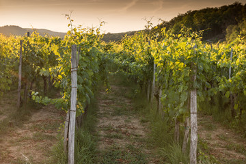 Fototapeta na wymiar Langhe vineyards and hills in autumn
