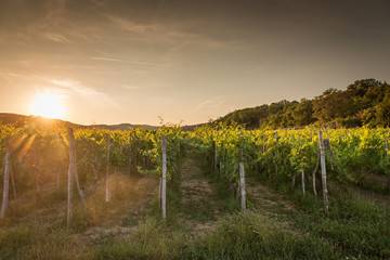 Fototapeta premium Landscape of vineyard, nature background