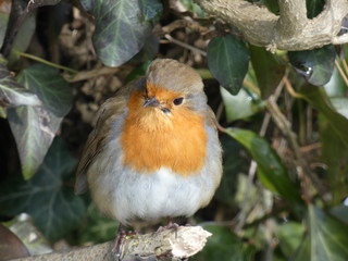 Robin 