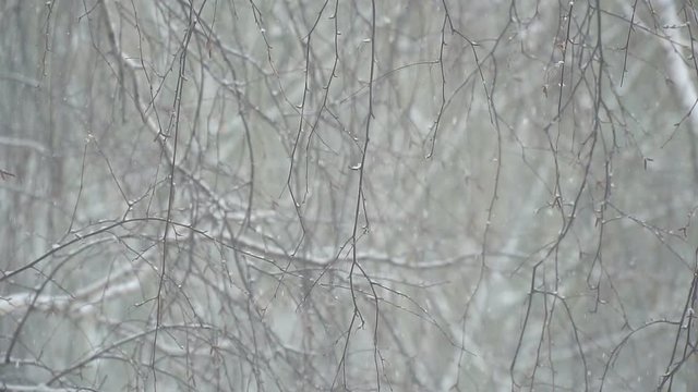 Snowfall in the branches. Slow motion