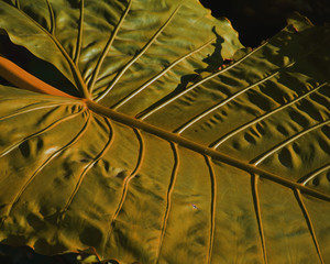 Jamaican Leaf, 2017