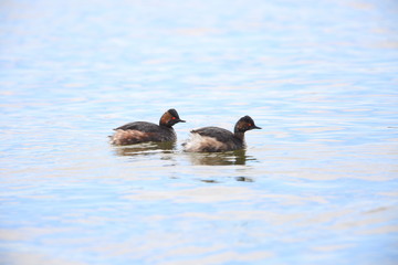 Black-necked Grebe (Podiceps nigricollis) in Japan