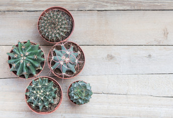Succulents, cacti on a light gray wooden background. Transplant, gardening, hobby