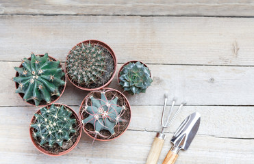 Succulents, cacti on a light gray wooden background, beside lie a rake, a scapula. Transplant, gardening, hobby. Copy space