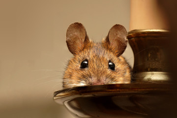 Wood mouse (Apodemus sylvaticus) resting on a chandelier.