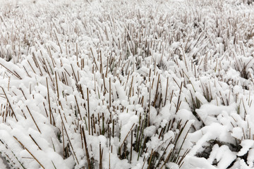 Fototapeta premium Snow in the Farm, Mazandaran, Iran