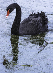 Swimming black swan at Claremont Landscape Garden, Surrey, United Kingdom