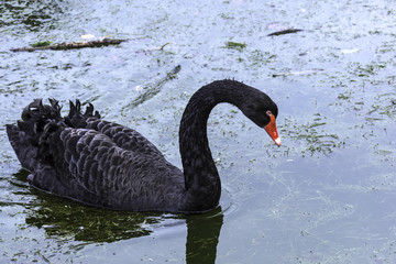 Obraz premium Swimming black swan at Claremont Landscape Garden, Surrey, United Kingdom