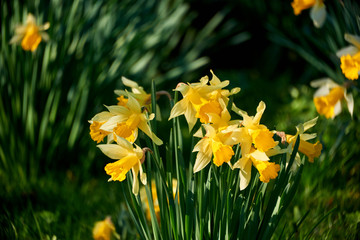 Obraz premium beauty blossoms of easter narcissus
