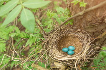 Three blue eggs in the nest in nature