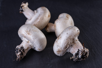 Fresh mushrooms champignons on black stone background. Close-up.