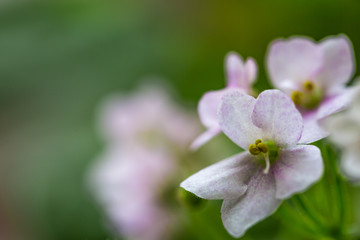 Delicate flowers of violets. Flowers of saintpolia. Аfrican violet