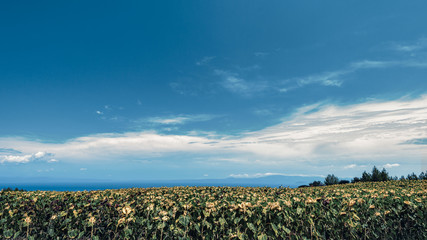 Fototapeta na wymiar Field of blooming sunflowers, Sunflowers and sunny and clear sky, Kassandra, Greece.