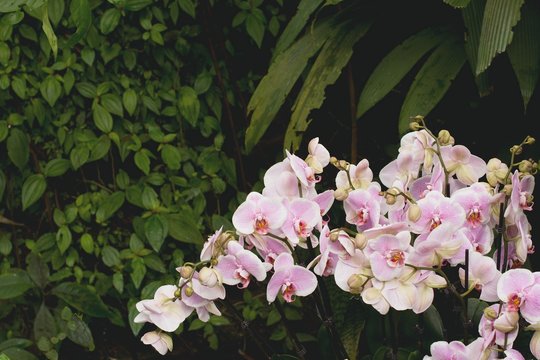 Růžové květiny orchidejí jsou výzdobou každé zahrady