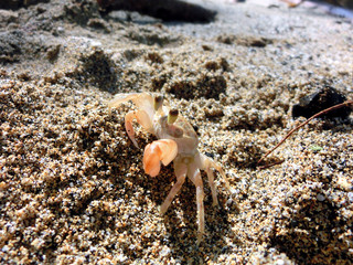Cute sand crab on beach