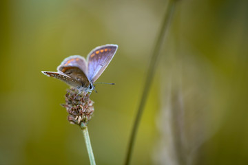 Butterfly on a flower
