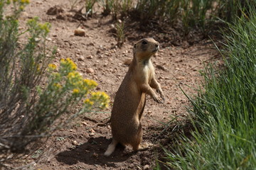 Utah Prairie Dog - Bryce Canyon National Park