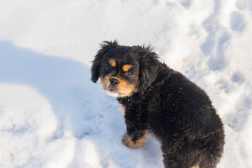 small cavaliers running through snowy field at frozen day 