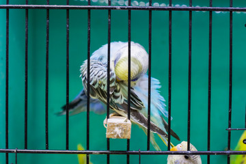budgerigar