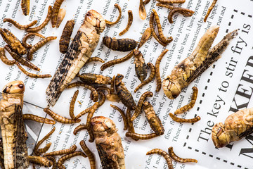 Fried edible worms, alternative proteins source food