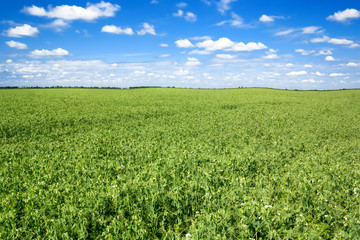 Fototapeta na wymiar The field of green peas.